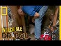 Dr. Pol Rescues a Kitten | The Incredible Dr. Pol