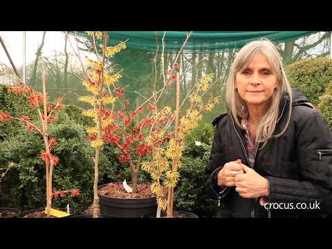 How to grow Hamamelis | Crocus.co.uk