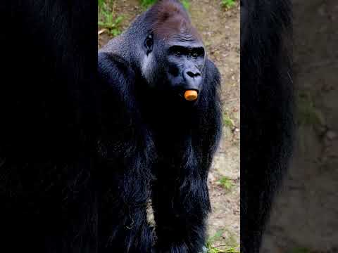 What Happens When Gorillas Get Curious?