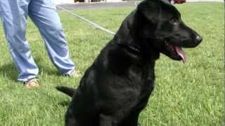 Gracie Lou - Adoptable Labrador Retriever From Lucky Lab Rescue - Wwwluckylabrescuecom