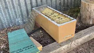 Backyard Beehive Tour