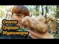 ВКУСНЫЕ ДОЖДЕВИКИ и ОСЕННИЕ ОПЯТА. А так же мучение многих грибников - Грузди черные