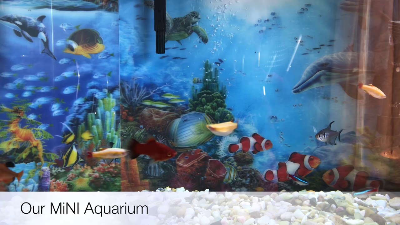 Home Aquarium YouTube