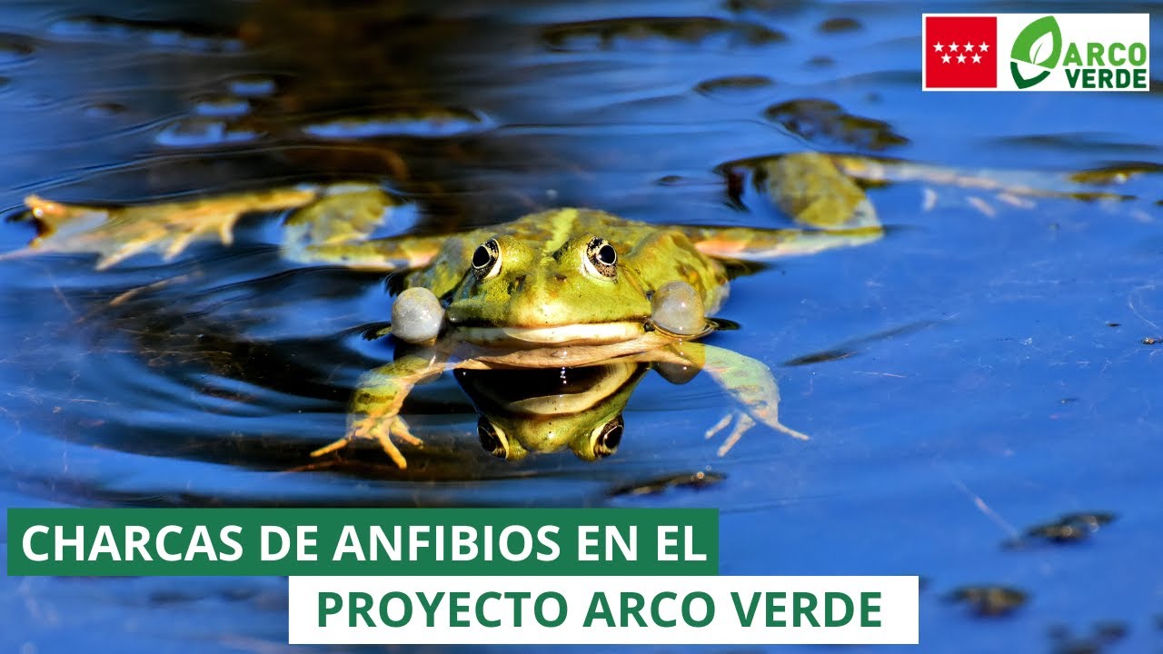 Charcas de Anfibios en el Arco Verde de la Comunidad de Madrid
