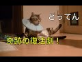 【猫記録505】てんかん４復活へのラストスパート！