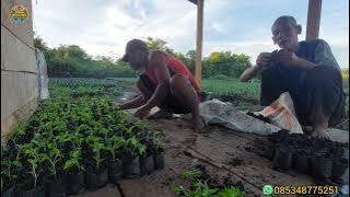 Download lagu CERITA WARGA TRANSMIGRASI SEPUNGGUR KALIMANTAN UTARA 