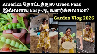 தடடததல Green Peas இவவளவ Easy-ஆ வளரககலம? Planting Green Peas In My Garden 2026