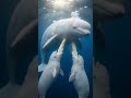 Twin Beluga Whale Babies Nursing From Their Mother 🐋🤍