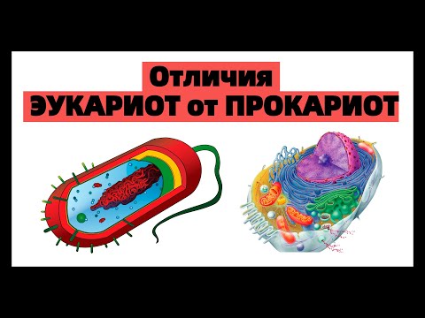 Отличия ПРОКАРИОТ от ЭУКАРИОТ | ПРОКАРИОТИЧЕСКИХ клеток от ЭУКАРИОТИЧЕСКИХ| ЕГЭ биология