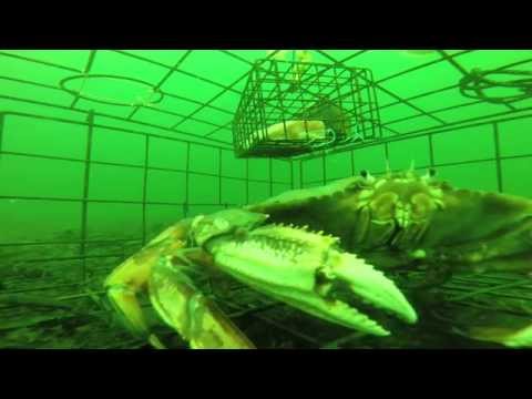 Never before seen underwater footage of a Crab Trap at 80ft with a GoPro