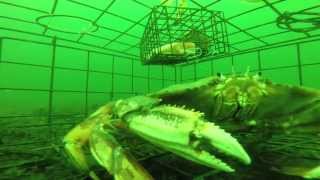 Never before seen underwater footage of a Crab Trap at 80ft with a GoPro