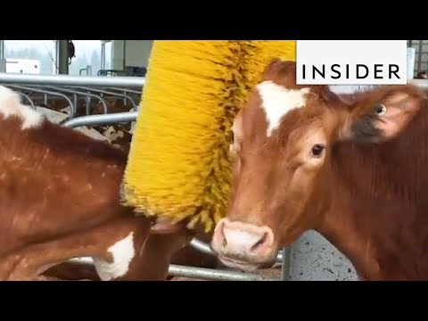 how-brushes-help-dairy-cows