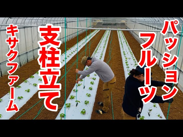 パッションフルーツ】植え付け10日後に支柱立て！ - YouTube