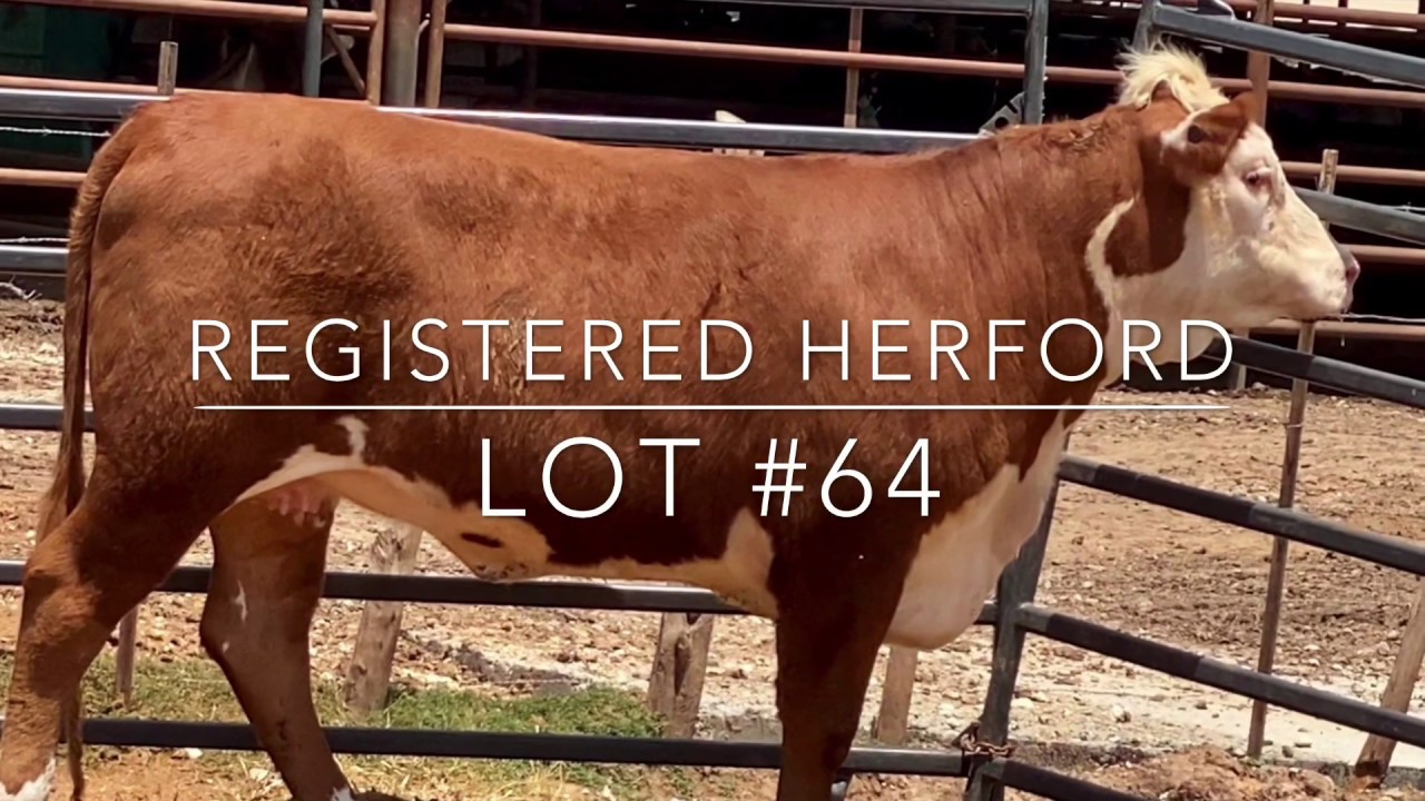 Auction Lot 64 Registered Hereford YouTube