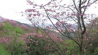 1090306騰龍御櫻的櫻花(1)