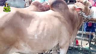 ২০২৫ কোরবানি উপযোগী গরুর হাট - পর্ব ০১ | পাঁচবিবি সদর গরুর হাট - জয়পুরহাট | Panchbibi Agro