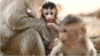 Baby Monkey Jesmin Cant Stop Herself Watching Her Sibling Enjoy Fun. Mariel Asking Jill Drop Jesmin