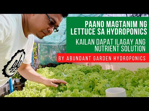 Video: Lettuce Growing Season: Paano At Kailan Magtatanim ng Lettuce