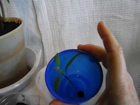Видео: Как отглеждате Solanum Rantonnetii?