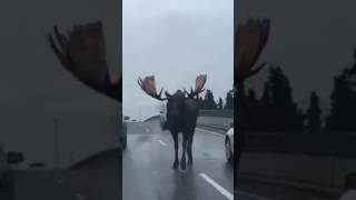 Moose Walking Down The Road
