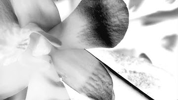 TOPE2DIE, calmeeny - halcyon (Lyric Video, 2025)