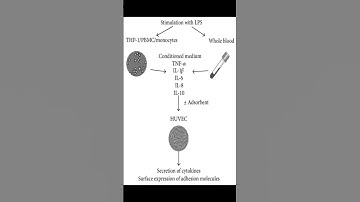 Monocytes, Peripheral Blood Mononuclear Cells, and THP-1 Cells Exhibit Different Cyto... | RTCL.TV