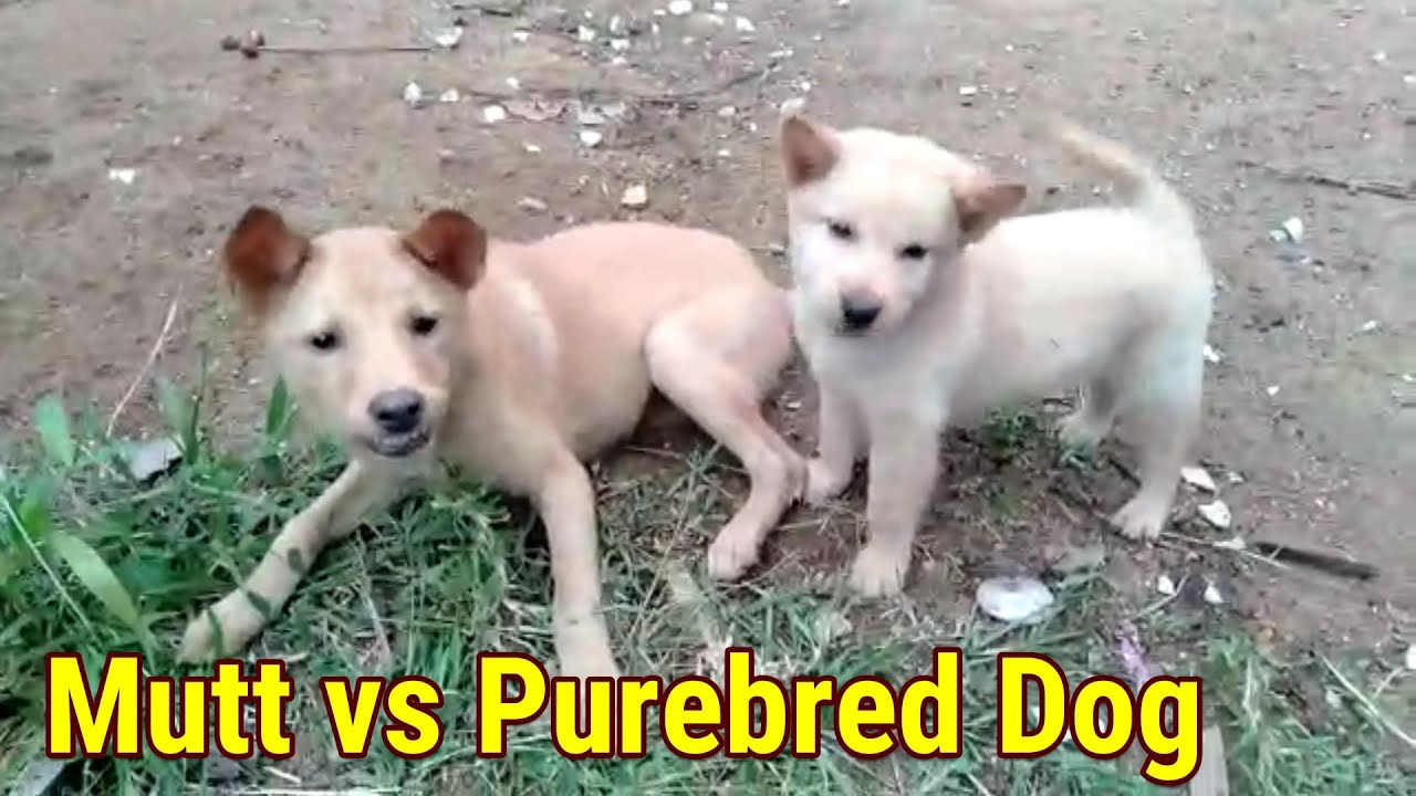 Anak Anjing Kampung vs Anak Anjing Ras Mutt vs Purebred Dog 純血種の犬