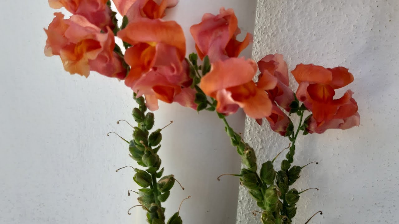 TOHUMDAN ASLAN AĞZI ÇİÇEĞİ EKİMİ.#Ilginç#Çiçek#Tohumu#