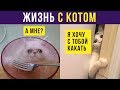 Приколы с котами. Жизнь с котом | Мемозг #192