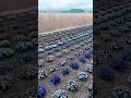 富士大石花テラス海外の方で溢れてました＾＾