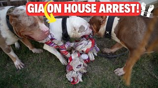 Gia Goes on HOUSE ARREST?!?! (DOG AGGRESSION)