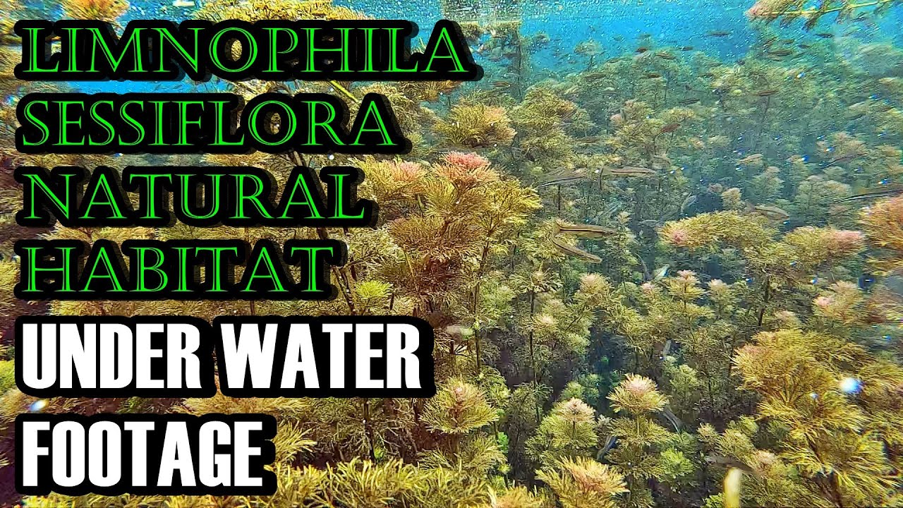 Rekaman dalam Air Habitat Limnophila Sessiflora | AQUASCAPE
