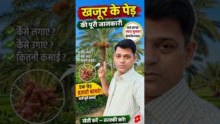 खजूर के पेड़ की खेती ! 💰 #KhajurKaPed #DatePalm #Khajoor #Shorts #YTShorts #hussain7star #viral