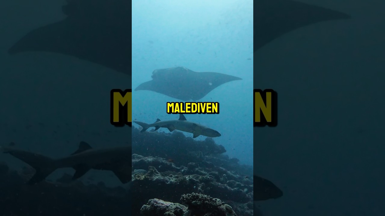 Mit Mantas tauchen auf den Malediven - So ist es wirklich! 