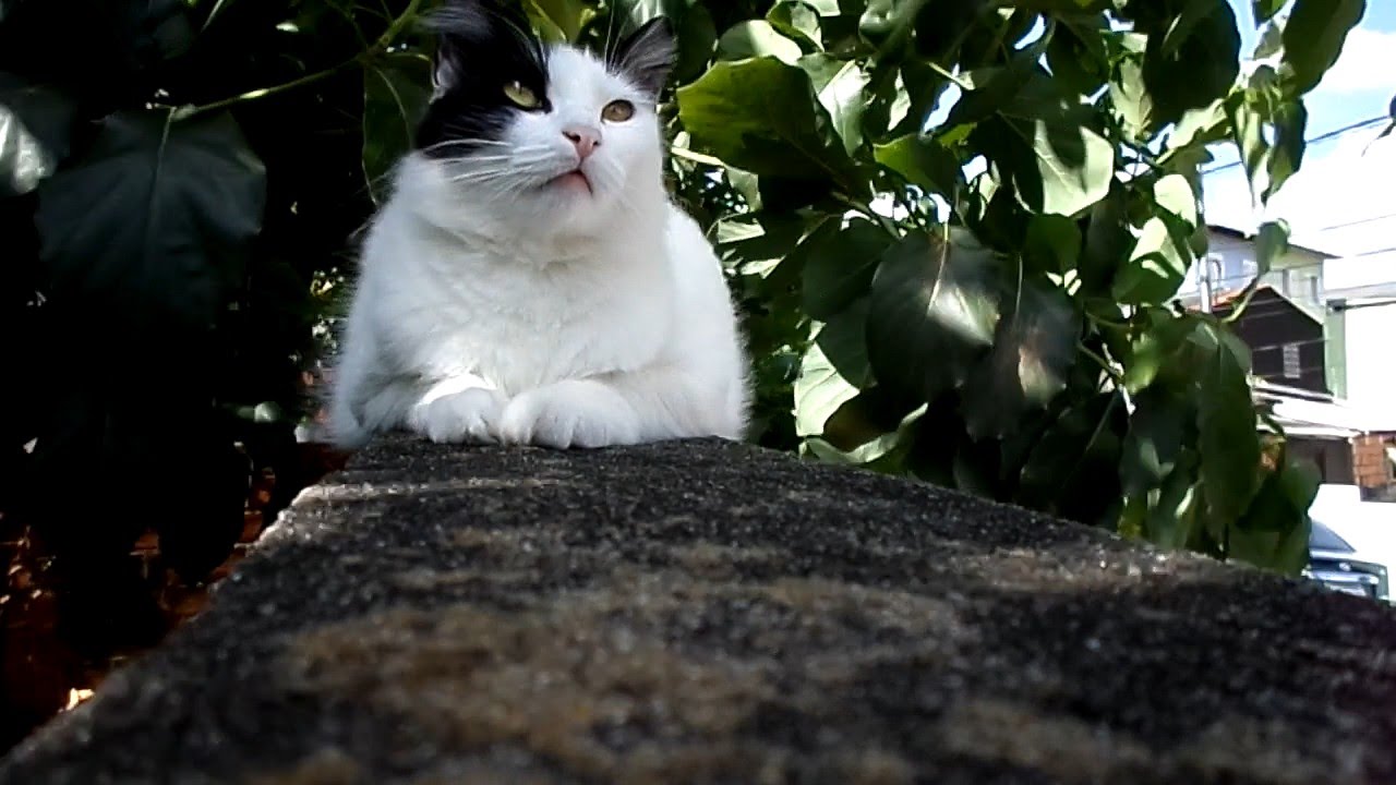 ねこあつめ Pitty, the black and white cat, resting in a day with strong winds - part 2