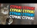 СТРИМ ТУТ! Чуня LIVE * СТРИМ! 10.10.2020