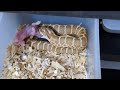 Feeding My 2023 Hognose Snake Hatchlings: Reupload