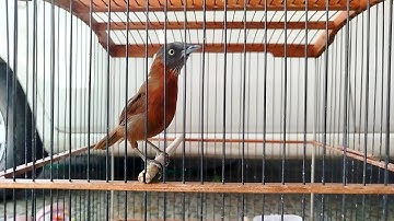 TEPUS KEPALA ABU SUARA KOMPLIT‼️ngeriwik, ngeplong, nembak, ngebren