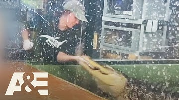 Alligator Attacks Handler in Front of Children