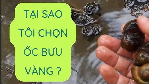 Có nên nuôi ốc bưu vàng làm thức ăn chăn nuôi?