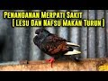 Cara Menangani Merpati Sakit - Lesu & Nafsu Makan Turun