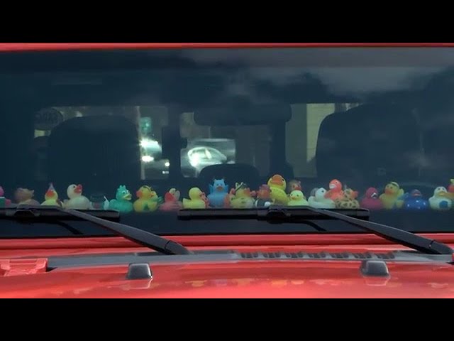 CarRubber Duck  Ducks in the Window®