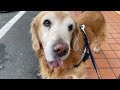 おっきな犬だねえ、と言われた！　41日目