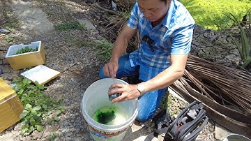 Giao Ốc Bươu Đen Giống Nuôi Bằng Nước Lợ Ở Gò Quao Kiên Giang - Trại Ốc Văn Hải