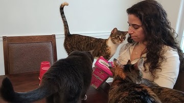 Cats Play the Shell Game