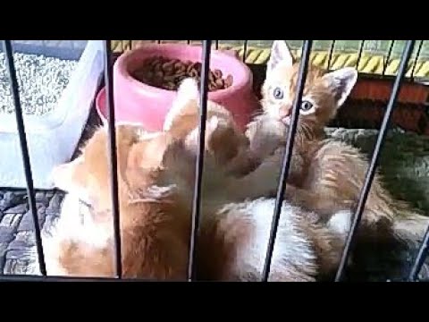 Kucing Peranakan Persia vs Kampung - YouTube
