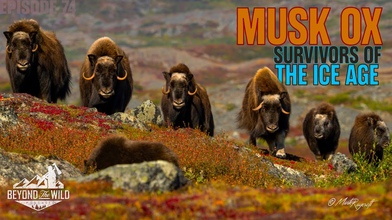 Episode 74: MUSK OX - THE SURVIVORS OF THE ICE AGE