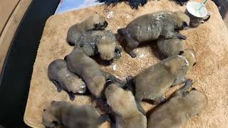 видео: Как выкормить 10 щенков КАРЕЛО-ФИНСКОЙ ЛАЙКИ - 10-ЫЙ ДЕНЬ! :: How to FEED the cubs of FINNISH SPITZ? картинка: Как выкормить 10 щенков КАРЕЛО-ФИНСКОЙ ЛАЙКИ - 10-ЫЙ ДЕНЬ! :: How to FEED the cubs of FINNISH SPITZ?