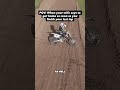 Motocross Slalom Challenge... with DUCKS