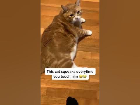Cat Squeaks Everytime Touched - YouTube
